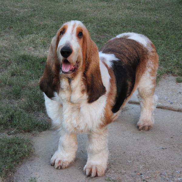 Bassetoodle